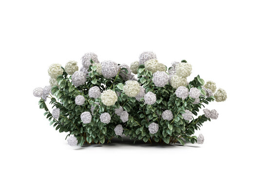 Hydrangea bush with white flowers isolated on transparent background 