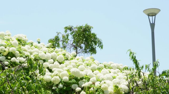 初夏の青空に咲く白いアナベル（あじさい）の風景