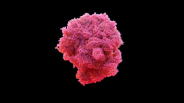 3D structure cryo-EM empty 50's subunit of coxiella burnetii ribosome large ribosomal component of intracellular bacterium primarily for Q fever pathogenesis, antibiotic targeting 3D render animation.