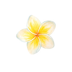 Watercolor illustration of a jungle plumeria flower. A tropical orange bud from a seaside or ocean vacation. A hand-drawn beach accessory. Isolated flower for design, print, and invitations. High © Evgeniia