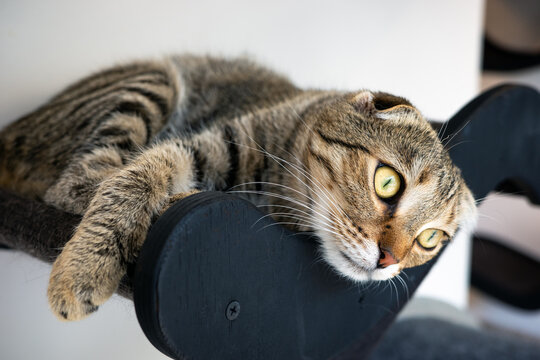 Scottish Fold tabby cat resting indoors on cozy tree perch, relaxed pet portrait with green eyes for feline wellness, cat furniture, behavior and companionship.