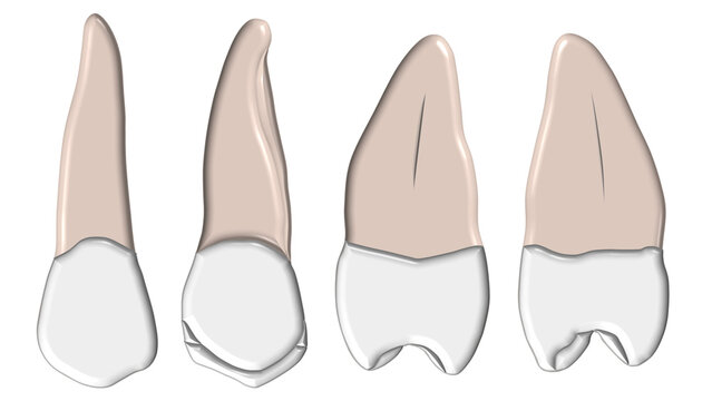 Maxillary second premolar