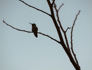 Fototapeta premium Small hummingbird perches on thin dry tree branch. Tiny wild bird sits in silhouette against bright blue sky background. Avian creature rests on wooden twig during daylight. Nature wildlife theme