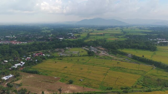 Cinematic aerial shot of golden rice fields during harvest season in Lombok, showcasing sustainable agriculture and authentic rural life.