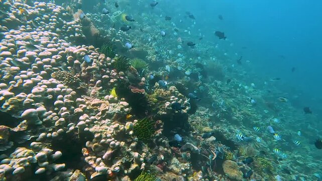 Underwater scene scuba diving over coral reef environment with tropical fish in marine biodiverse waters of coral triangle in Timor-Leste, Southeast Asia