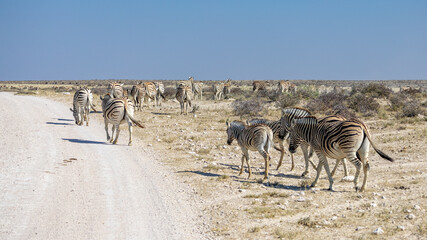 Obraz premium African wildlife gathering at a waterhole in Etosha National Park, Namibia. Elephants, zebras, giraffes and antelopes in their natural habitat under the African sky. 