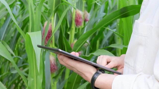 Close uo of hands taking notes on tablet while reviewing through corn plants and inspecting field during growing season. Precision agriculture, farm management, modern crop assessment
