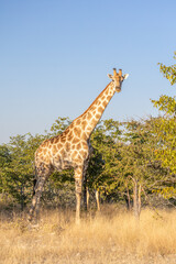 Obraz premium African wildlife gathering at a waterhole in Etosha National Park, Namibia. Elephants, zebras, giraffes and antelopes in their natural habitat under the African sky. 