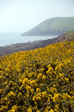 The gorse covered hillside above Manorbier Bay, Manorbier, Pembrokeshire, Wales, UK