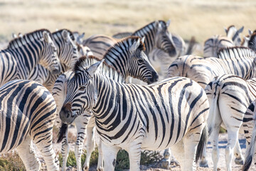 Obraz premium African wildlife gathering at a waterhole in Etosha National Park, Namibia. Elephants, zebras, giraffes and antelopes in their natural habitat under the African sky. 