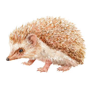 Hedgehog Tenrec, realistic watercolor artwork on white background