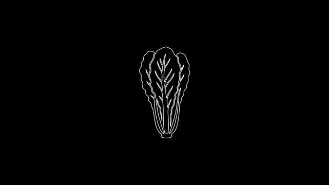 Animated chinese cabbage drawing on black background