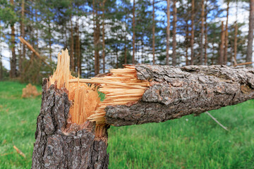 Fototapeta premium Storm-broken pine tree snapped at trunk with splintered wood exposed in forest clearing.