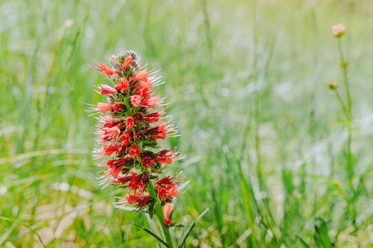 Vivid red cardinal flower spike blooming in a sunlit summer meadow. Nature concept.
