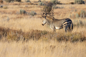 Obraz premium African wildlife gathering at a waterhole in Etosha National Park, Namibia. Elephants, zebras, giraffes and antelopes in their natural habitat under the African sky. 