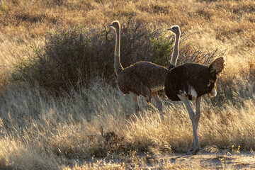 Obraz premium African wildlife gathering at a waterhole in Etosha National Park, Namibia. Elephants, zebras, giraffes and antelopes in their natural habitat under the African sky. 
