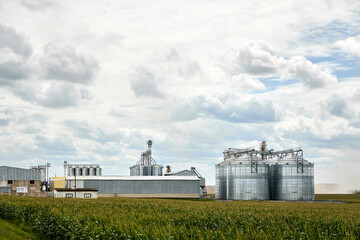 Industrial agricultural facility features large metal grain silos and storage buildings behind lush green cornfield under cloudy sky for crop harvesting, processing, and distribution. © R_Yosha