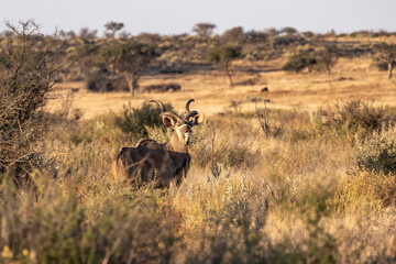 Obraz premium African wildlife gathering at a waterhole in Etosha National Park, Namibia. Elephants, zebras, giraffes and antelopes in their natural habitat under the African sky. 