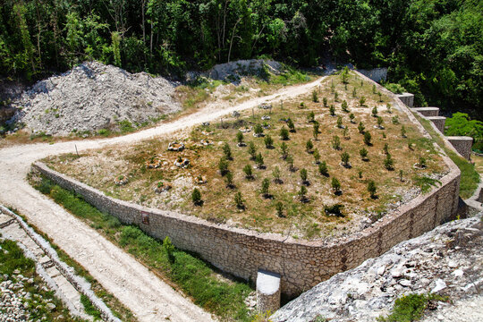 Planting young pine trees surrounded by a stone wall on a clear sunny day. Nature, landscape, World tourism.