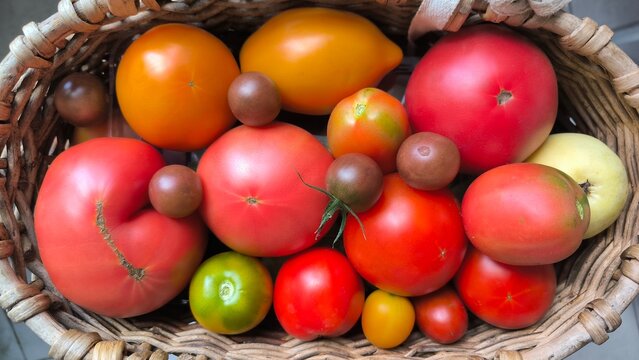   ripe, juicy tomatoes of various varieties in a basket