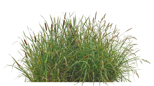 A green wetland grass plant vegetation isolated on a transparent png for digital landscape design compositing.