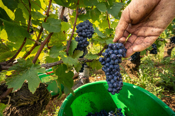 Obraz premium Hand harvesting Pinot Noir grapes in a Burgundy vineyard