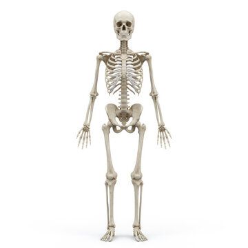 Anatomical human skeleton front view isolated on white