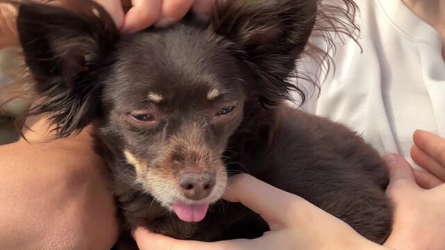 A brown pinscher dog enjoying head scratches with eyes half open and tongue out, joyful pet care scene, adorable animal relaxation.