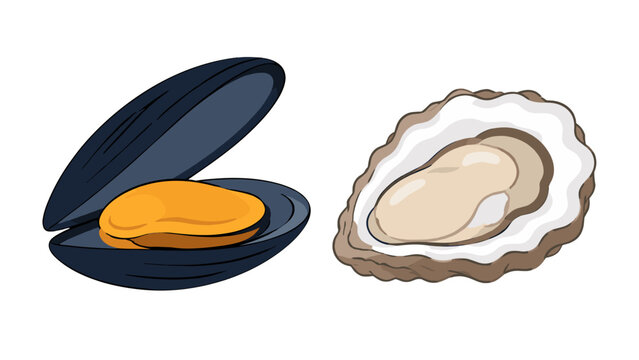 Mussel and open oyster shell isolated vector illustration