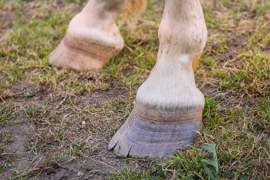 Close-up of two pale horse legs showing severely overgrown, cracked, and unshod hooves resting on patchy muddy pasture.