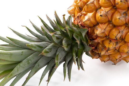 Fresh cut pineapple fruit isolated on white background with clipping path.