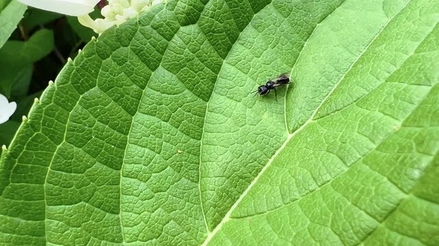 Small black mournful wasp crawls across a broad green leaf