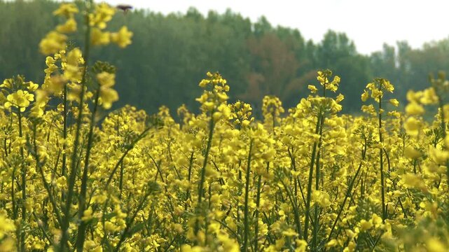 Rapeseed on Summer Field