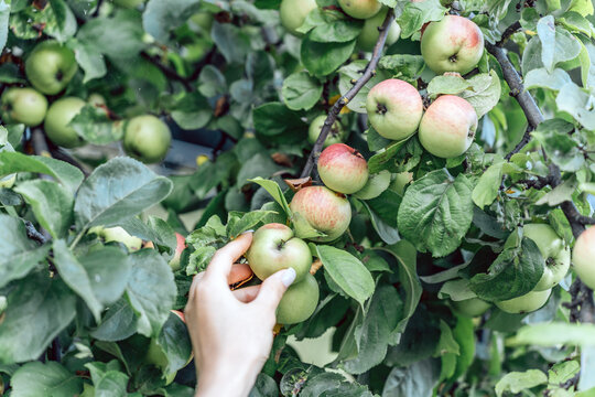 Hand reaching for ripe apples on branch with green foliage, fruit harvest