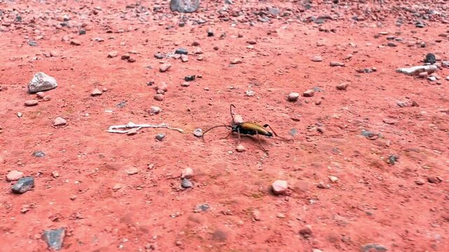 Red brown longhorn beetle crawls across dusty red gravel ground