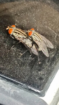 Two flies with vibrant orange heads and striped bodies rest closely together