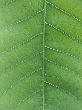 Macro Close Up Green Rubber Tree Leaf Texture