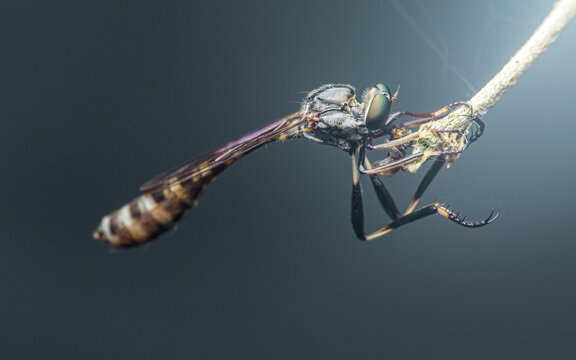 Robber fly resting on branch holding prey