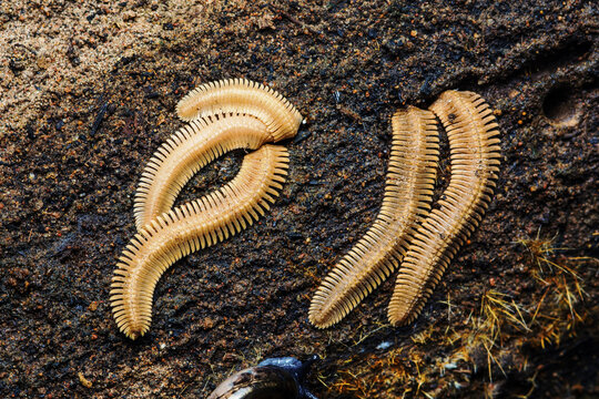 Millipedes crawling on dark textured ground