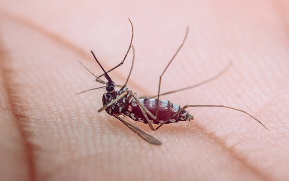 Dead mosquito on human skin filled with blood