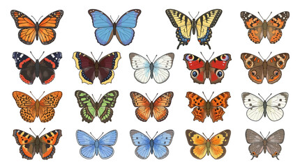 Collection of colorful butterflies in various wing patterns, isolated on white. © Iffa