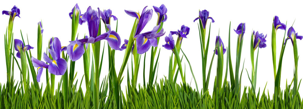 Purple flowers grow in a green field under the bright sunlight during springtime in a garden