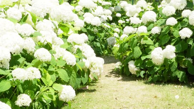 初夏の陽射しに輝く満開の白いアナベル（あじさい）と小道