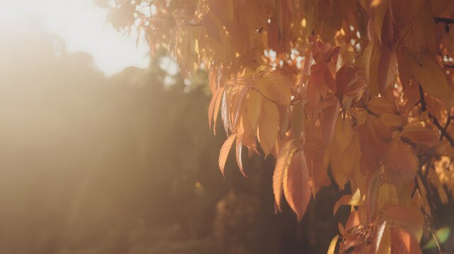 Golden autumn leaves glowing in the soft sunlight, creating a warm and inviting atmosphere