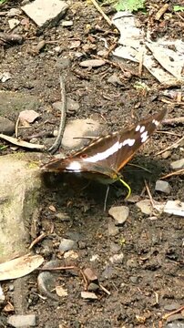 A butterfly with a proboscis searches for food and water with its proboscis.