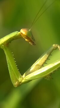 Close Up Vertikal Perilaku Membersihkan Diri Belalang Sembah Studi Entomologi 4K