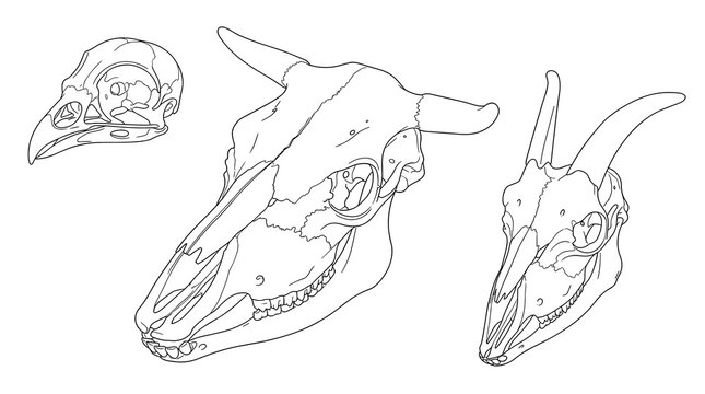 Collection of dotted outline drawings of animal heads, showcasing abstract profile views and decorative elements, suitable for graphic design