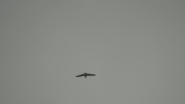 Bird flying sky, large bird gliding and soaring high in a dreary, overcast gray sky