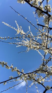 Vertical Video of branches full of a apple tree blooming i spring time