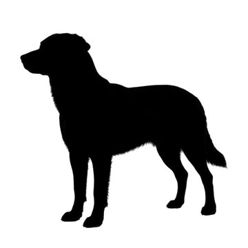 Dog Silhouette Standing Transparent Background